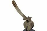 Hadrosaur (Edmontosaurus) Caudal Vertebra w/ Stand - Wyoming #227738-2